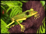 Frog #1 by Napalm