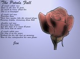 Rose Petals by Jennifer / Arrant